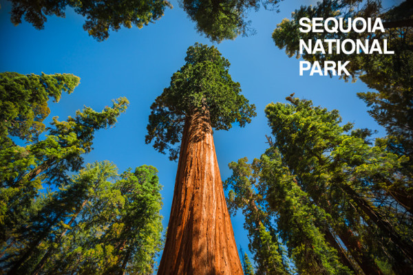 sequoia-national-park-1