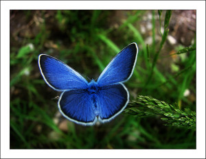 blue_butterfly